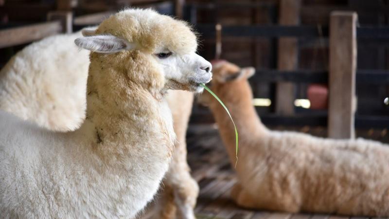 Domestikované lamy alpaka se vyplatí chovat díky vysoké ceně kvalitní vlny. Zdroj: Aunyaluck / Shutterstock, Inc.